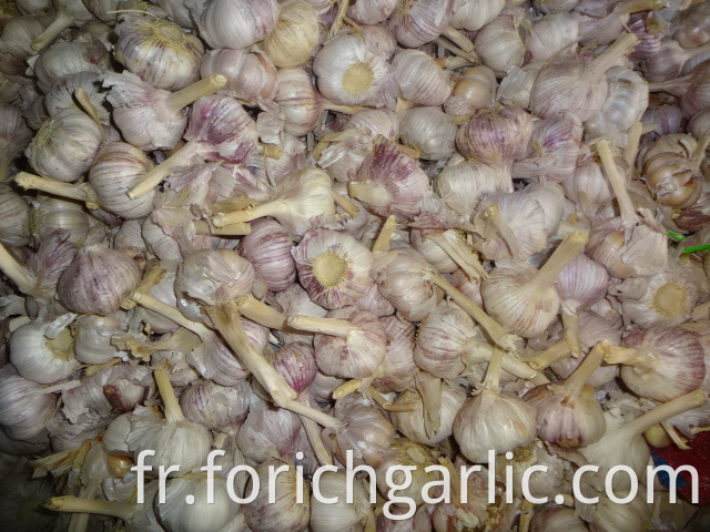 Fresh Normal White Garlic 5 0cm